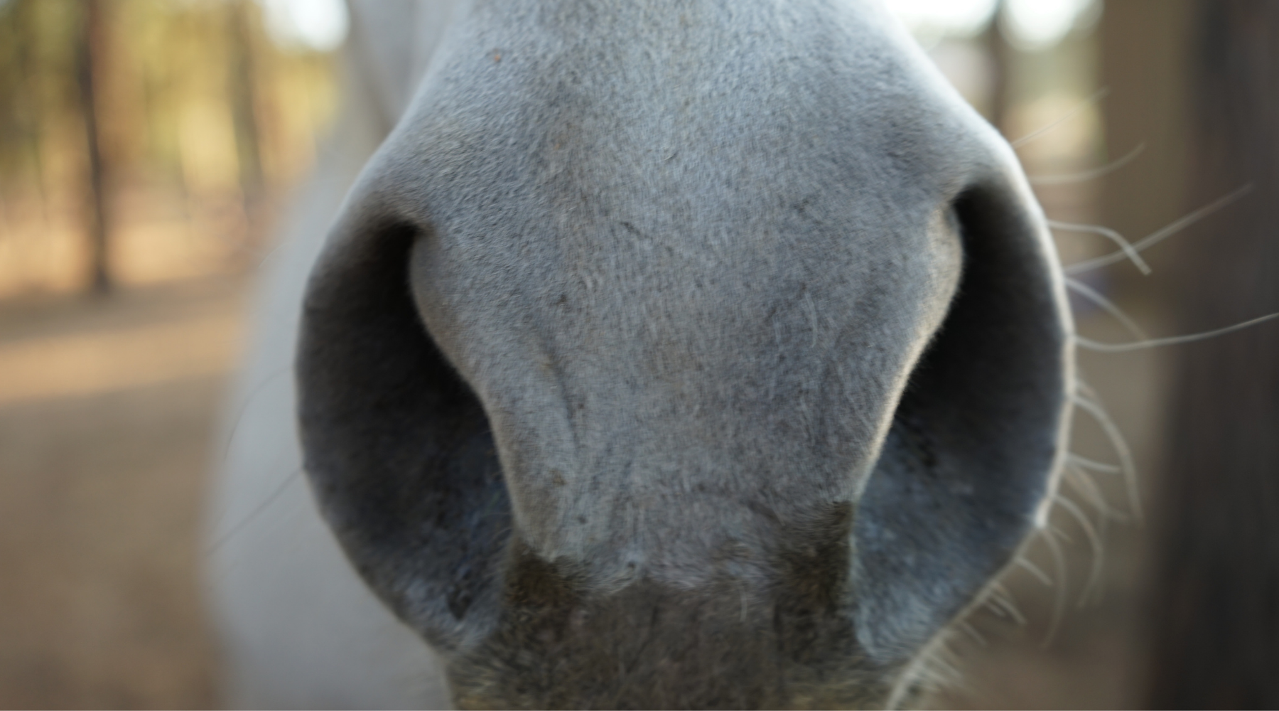 Choose a Different Method to Help Your Horse Lose weight: Juliet M. Getty, PhD.