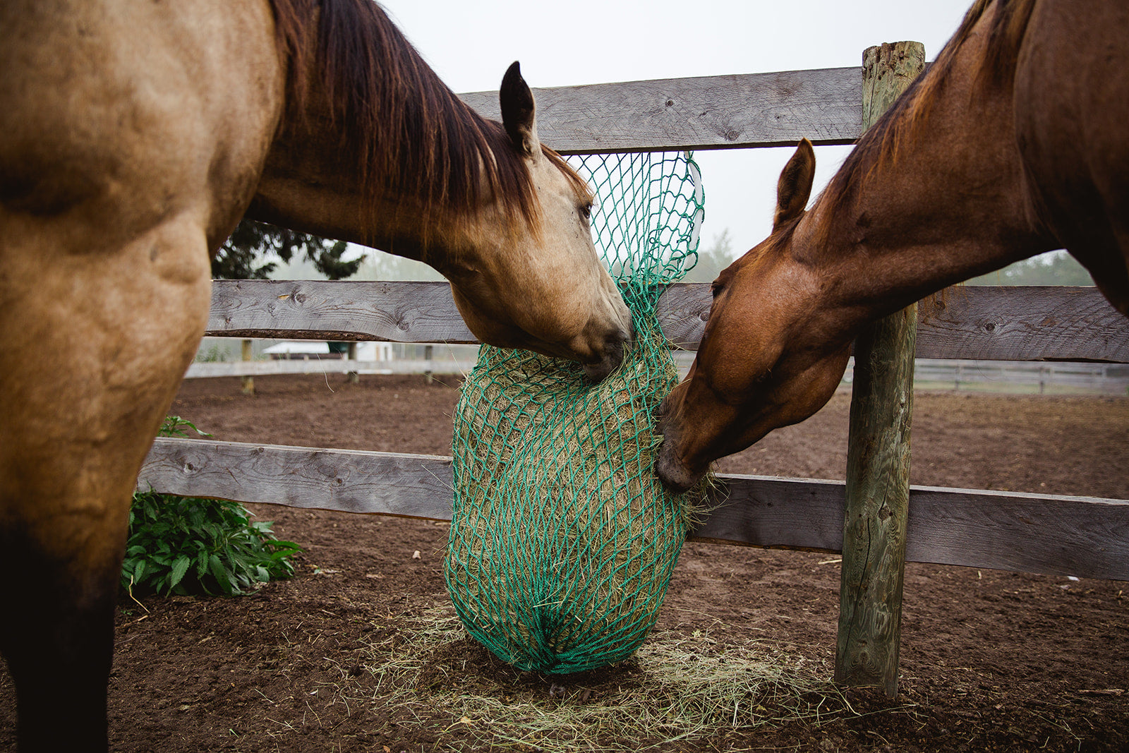 Two horses eating out of a easy fill green hay net on a brown fence