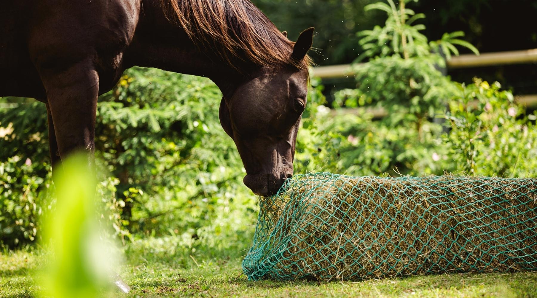 brown horse eating in a field with a small square bale in a slow feeder hay net